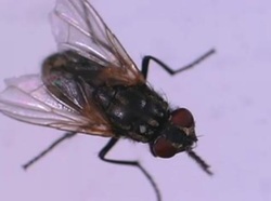 diptera fly has two wings