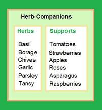 Popular garden herbs