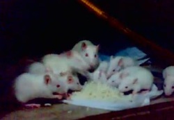 white mice eating together