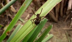 grass cutter ants